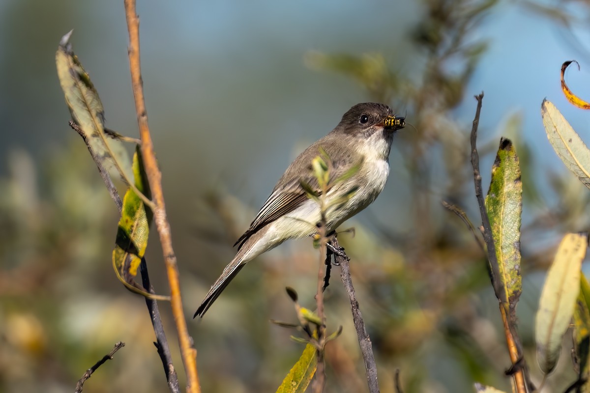 Eastern Phoebe - ML645877112