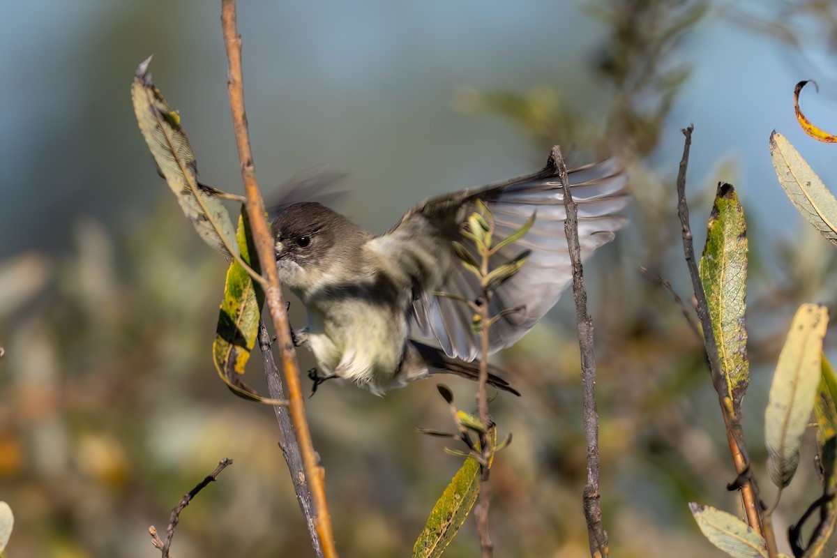 Eastern Phoebe - ML645877113