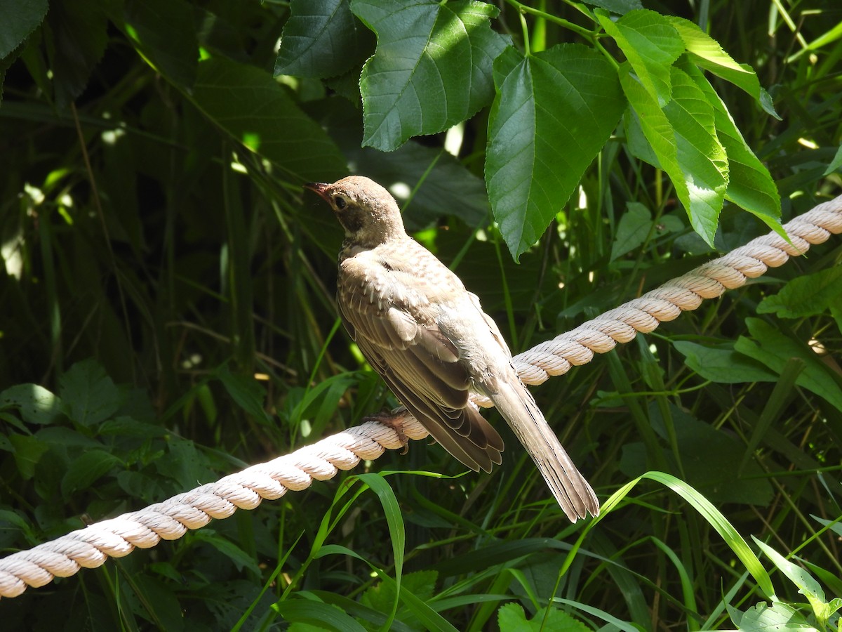 American Robin - ML645877114