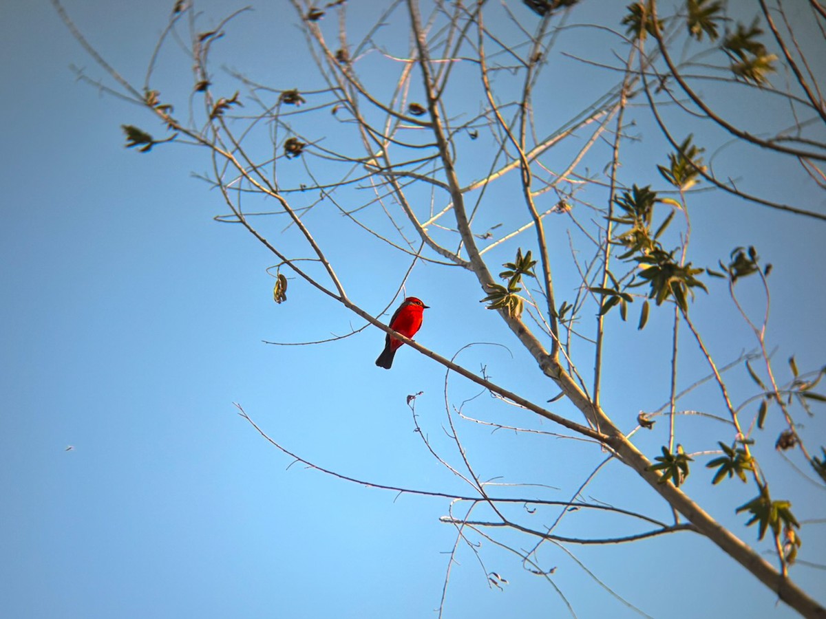 Vermilion Flycatcher - ML645877115