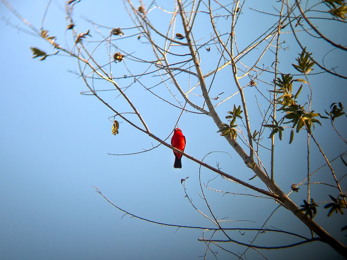 Vermilion Flycatcher - ML645877116