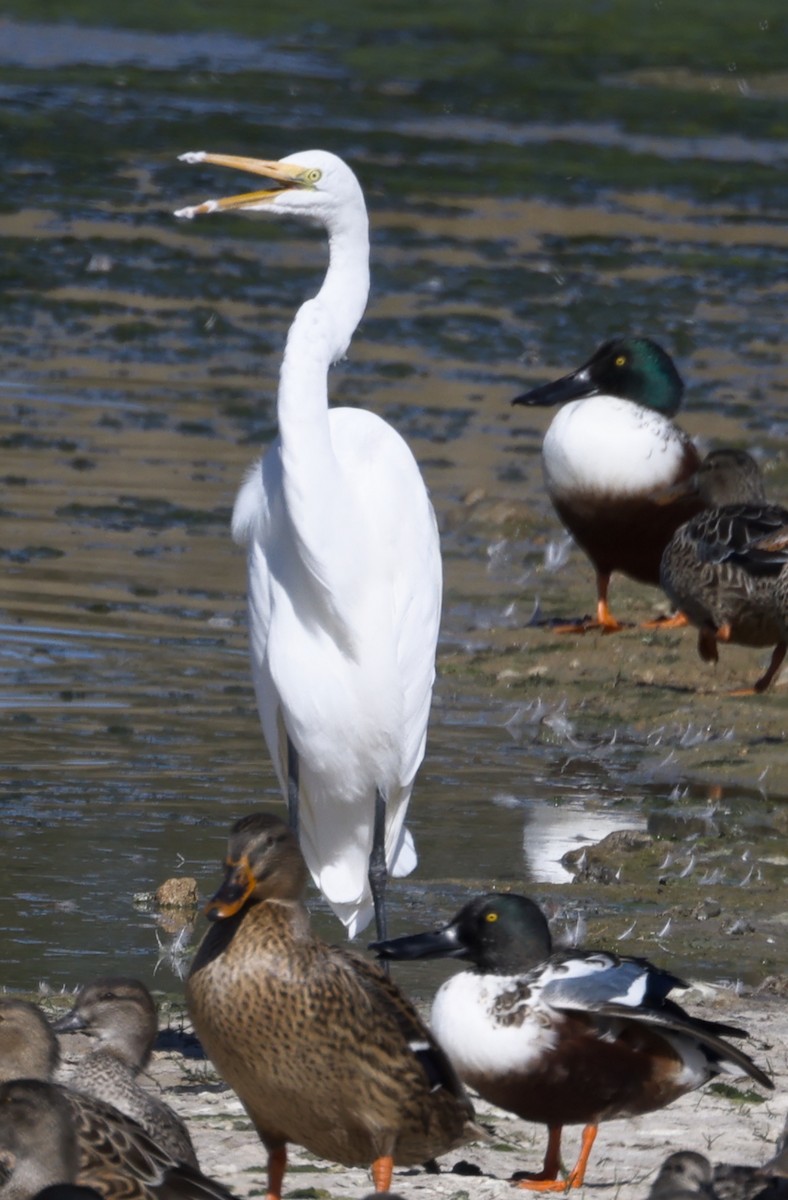 Цасч дэглий - ML645877119