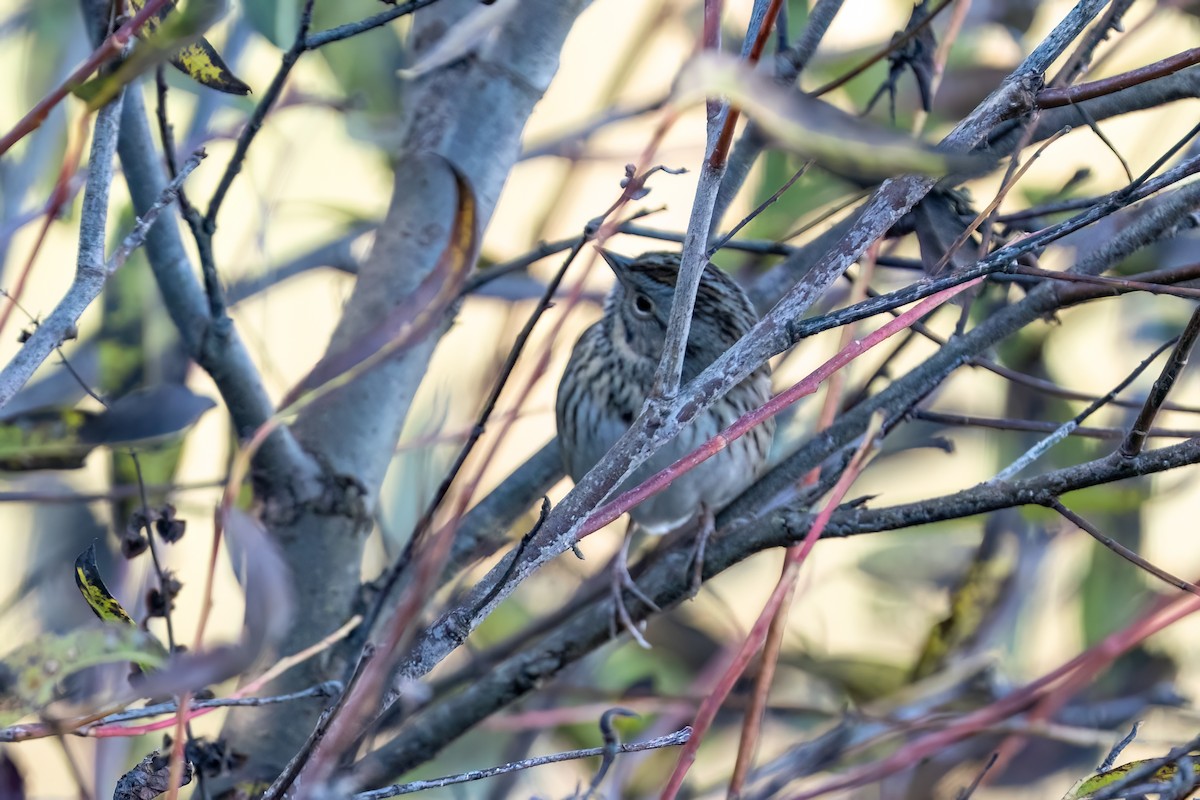 Lincoln's Sparrow - ML645877121