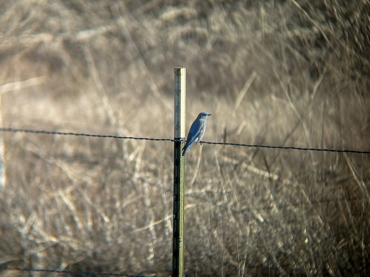 salašník horský - ML645877122