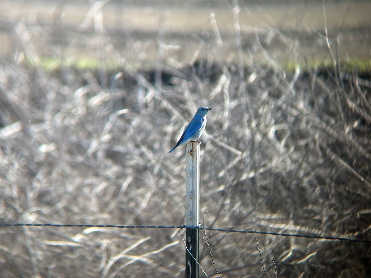 salašník horský - ML645877123