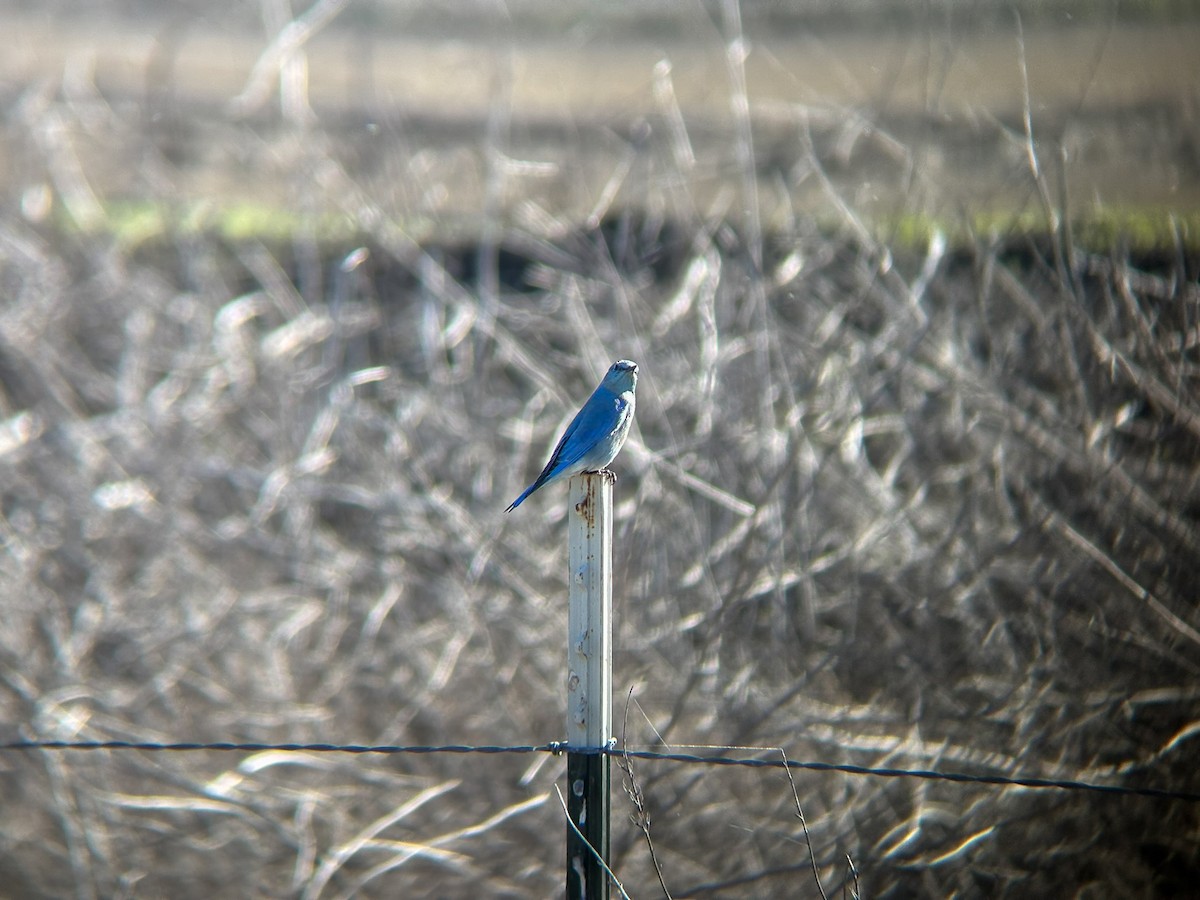 salašník horský - ML645877124