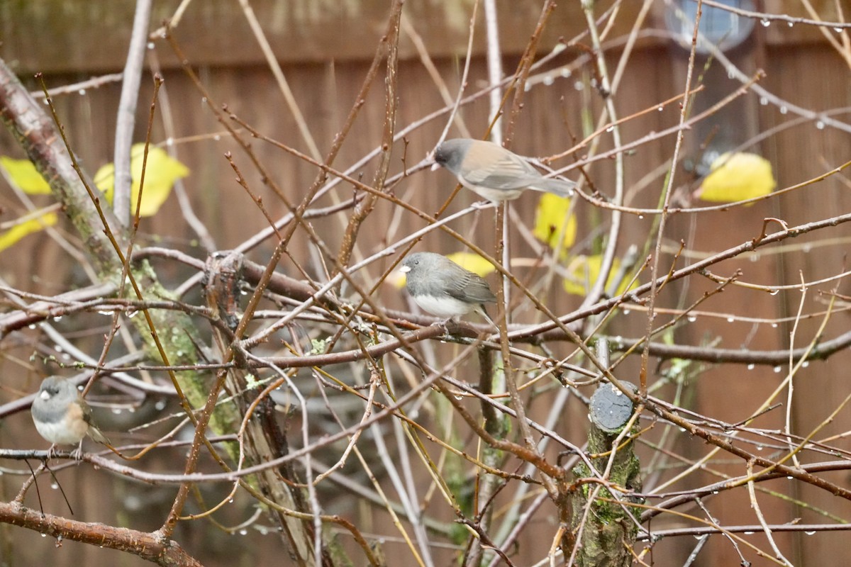 Dark-eyed Junco (Slate-colored) - ML645877128