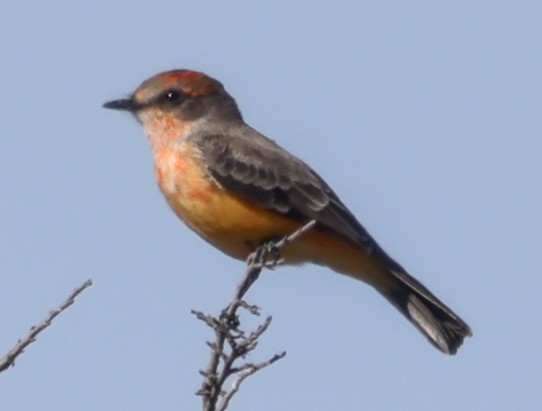 Vermilion Flycatcher - ML645877137