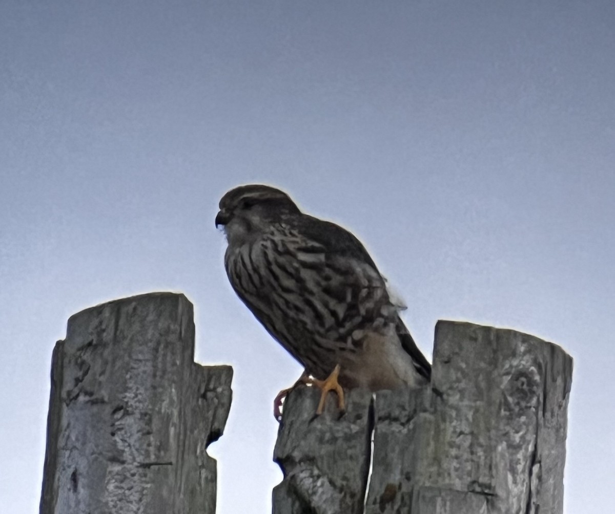 Merlin - ML645877142