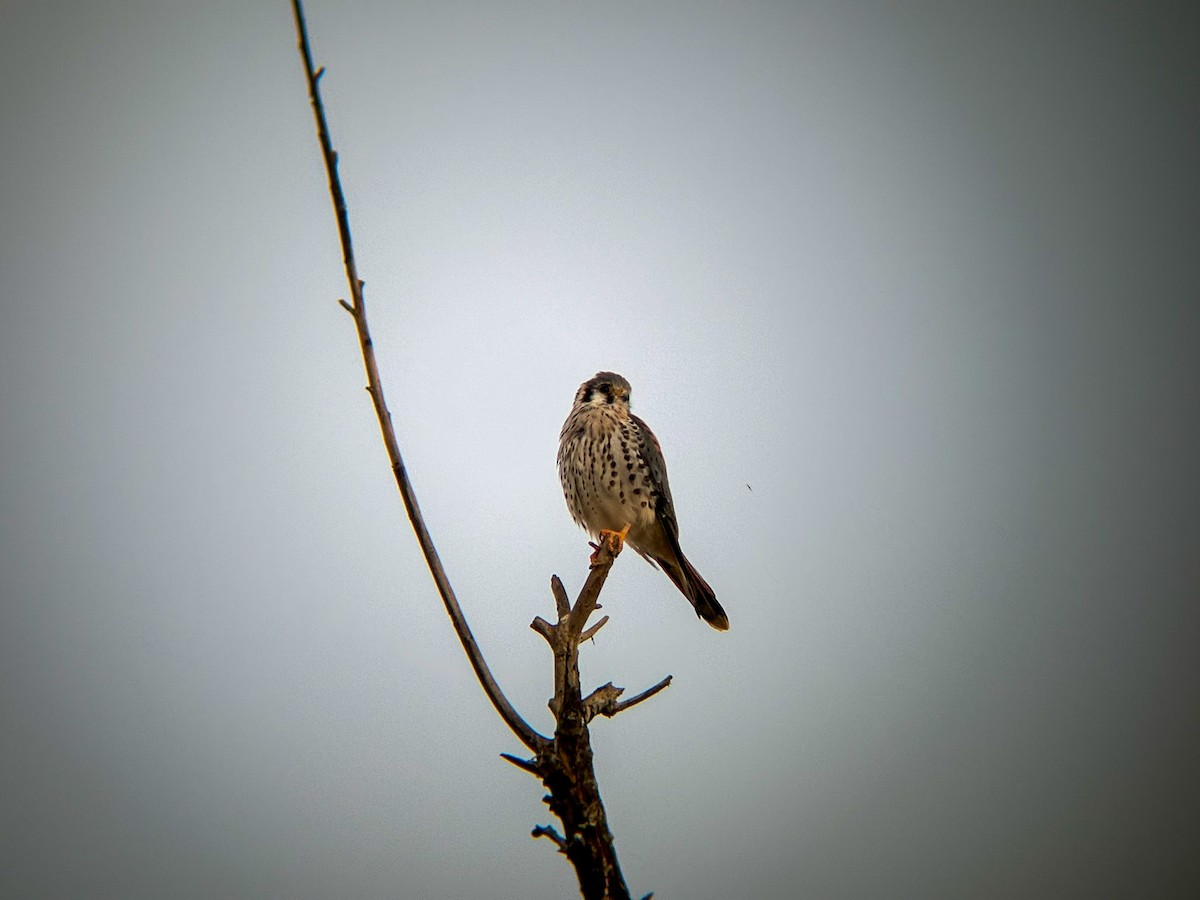 poštolka pestrá - ML645877144