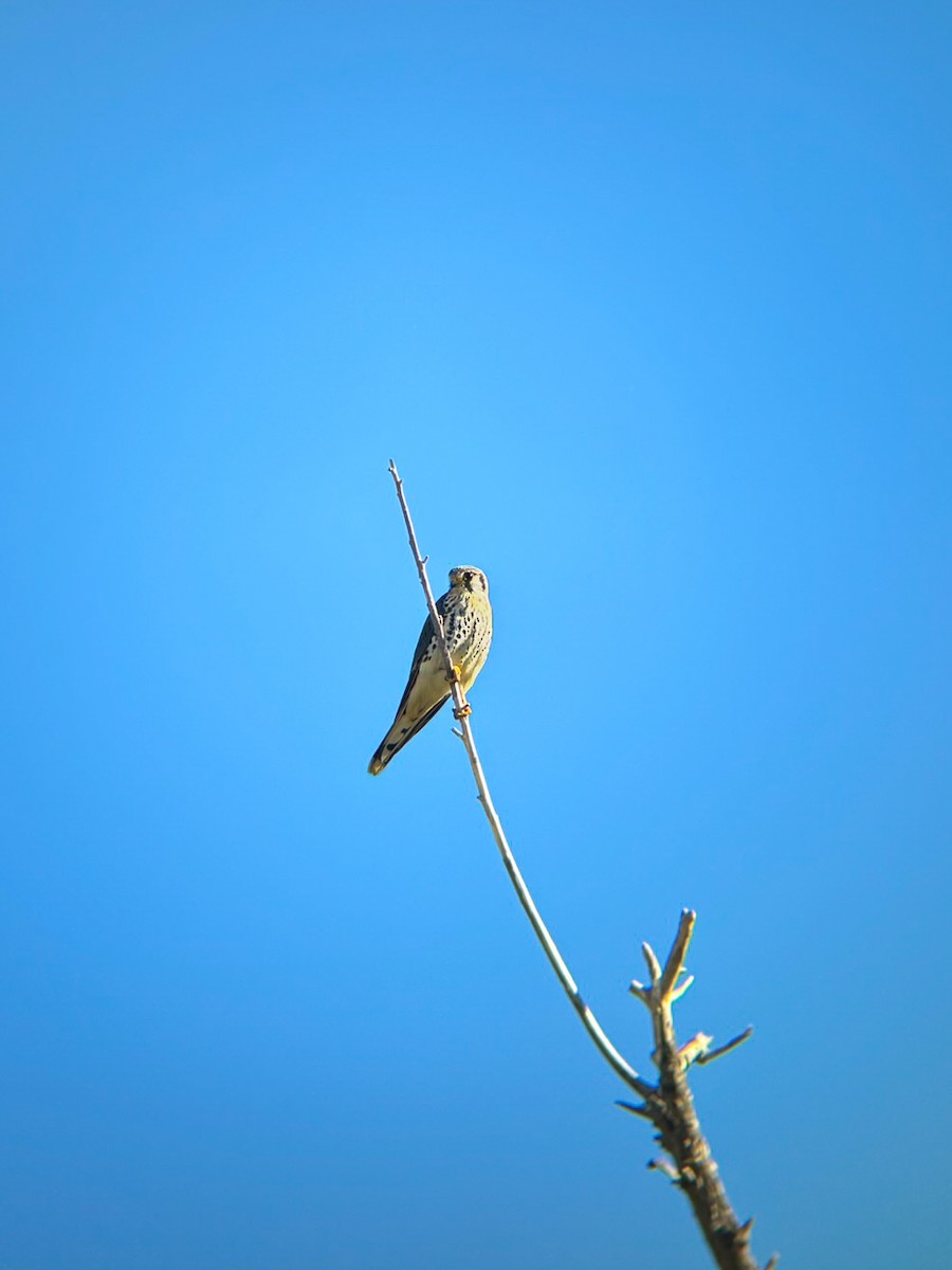 poštolka pestrá - ML645877145