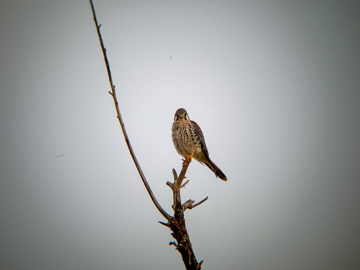 poštolka pestrá - ML645877146