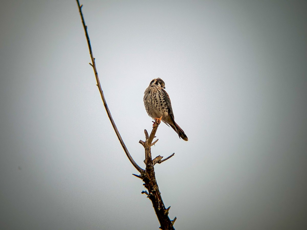 poštolka pestrá - ML645877147