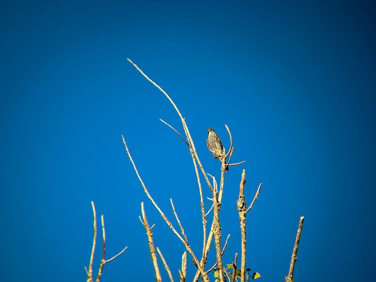 dřemlík tundrový - ML645877156