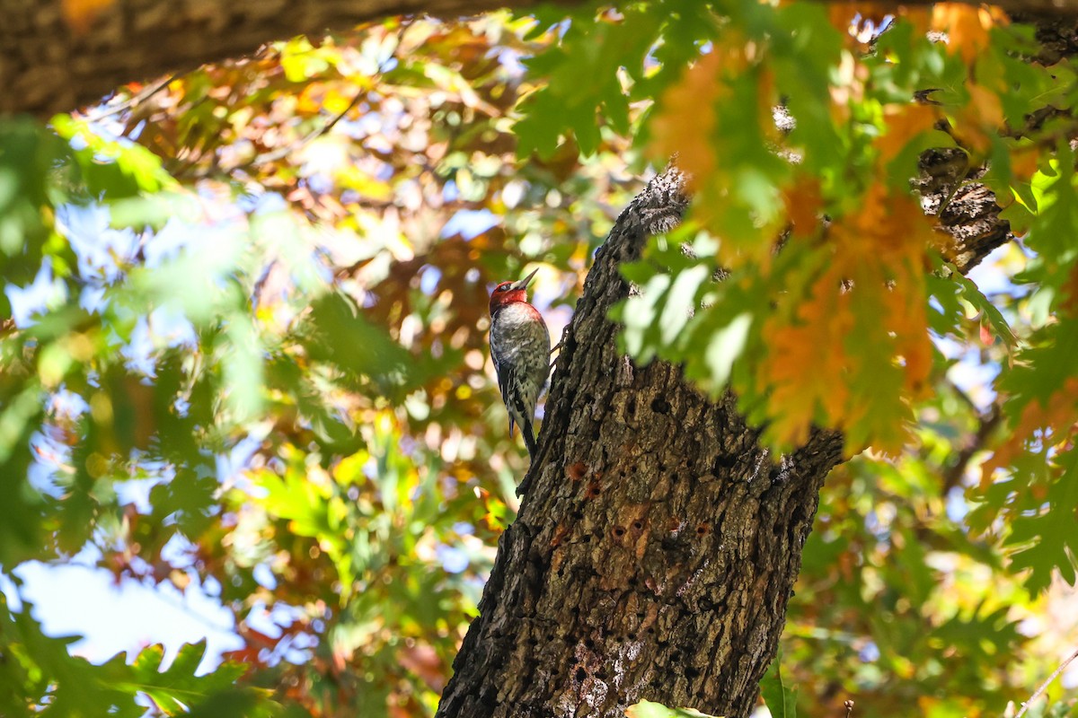 datel červenoprsý - ML645877158