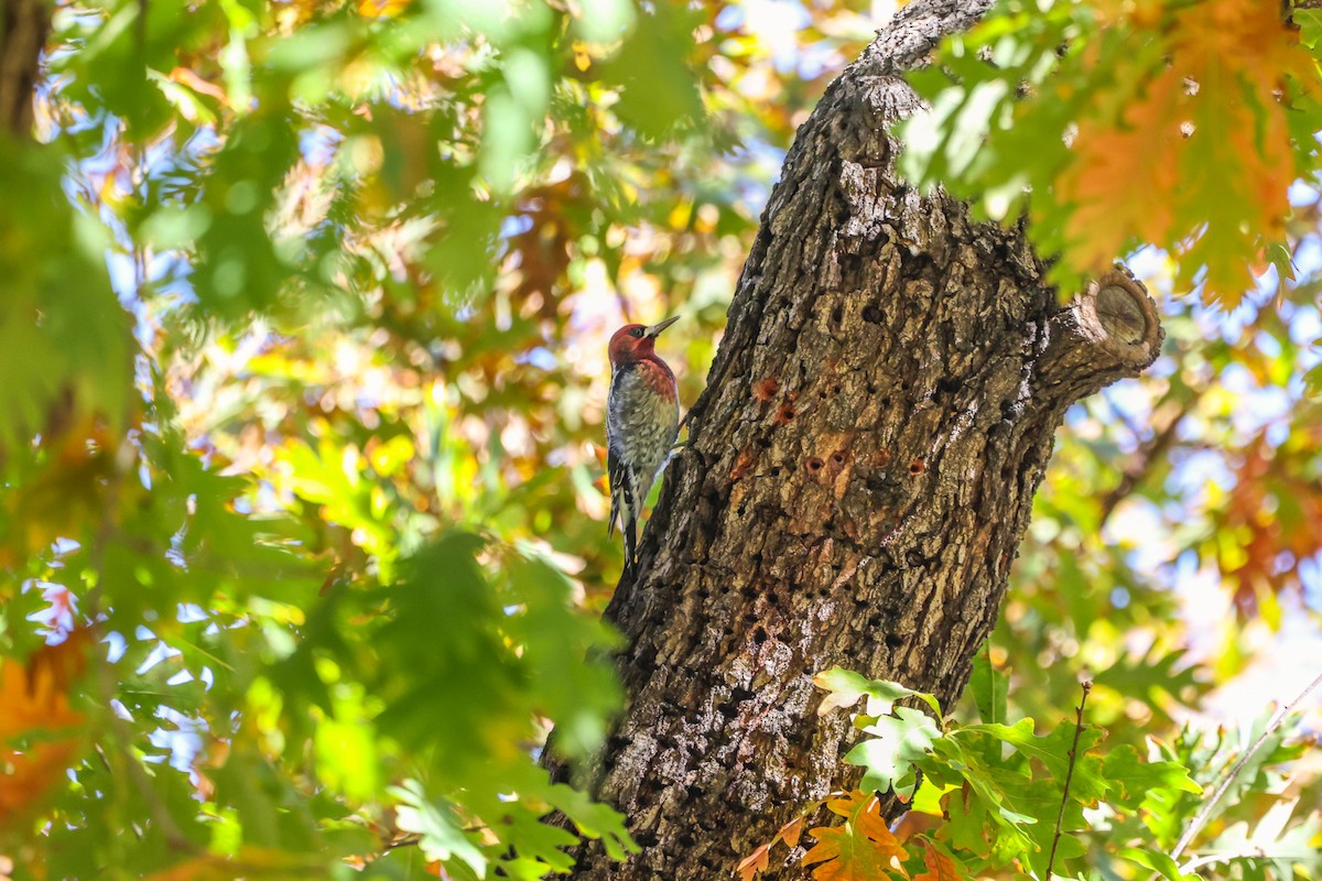 datel červenoprsý - ML645877163