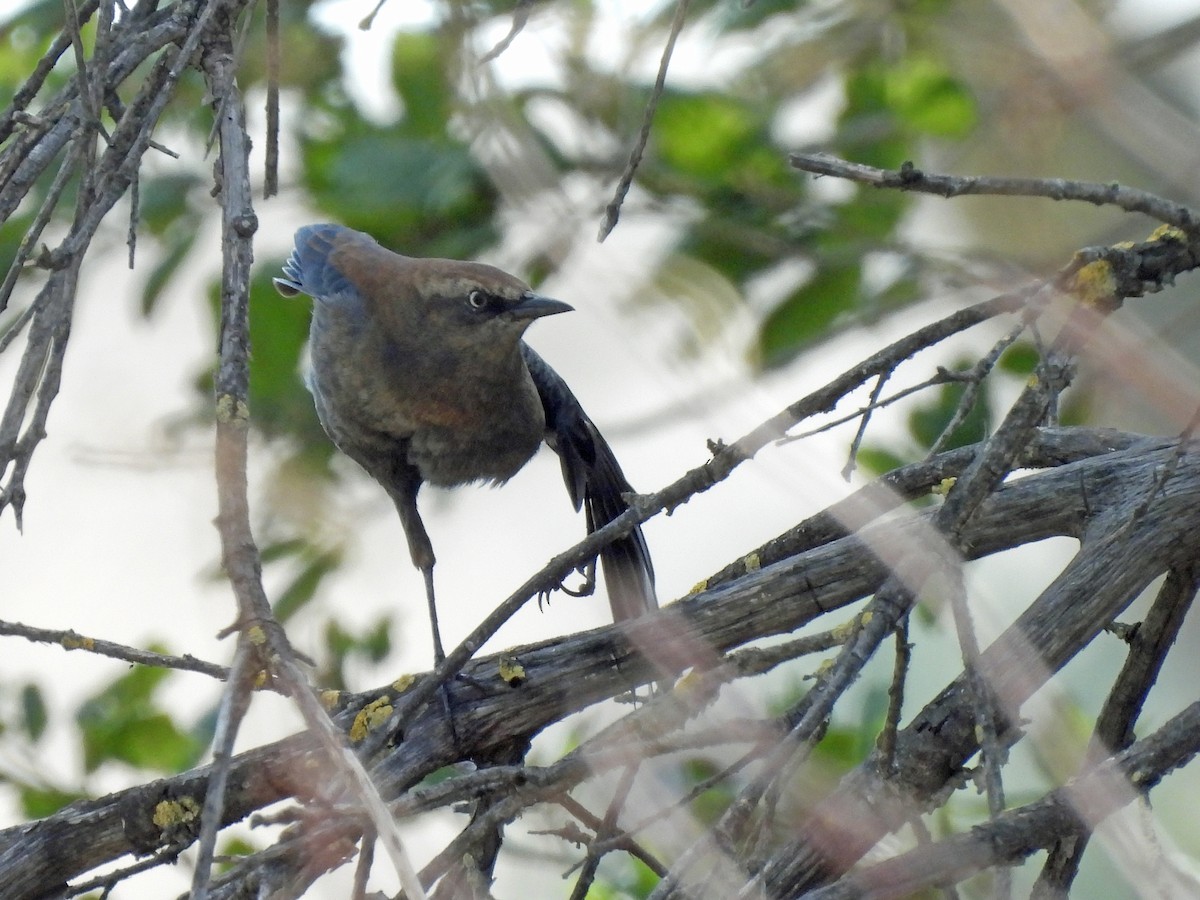 Rusty Blackbird - ML645877167