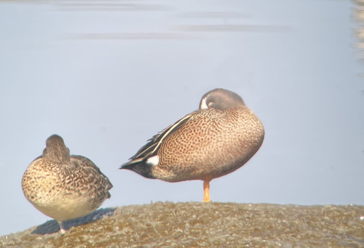 Zertzeta hegalurdina - ML645877168