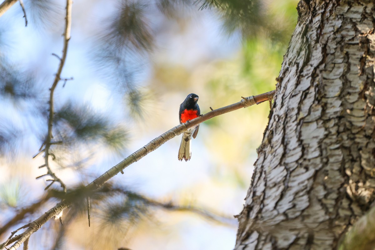 Painted Redstart - ML645877172
