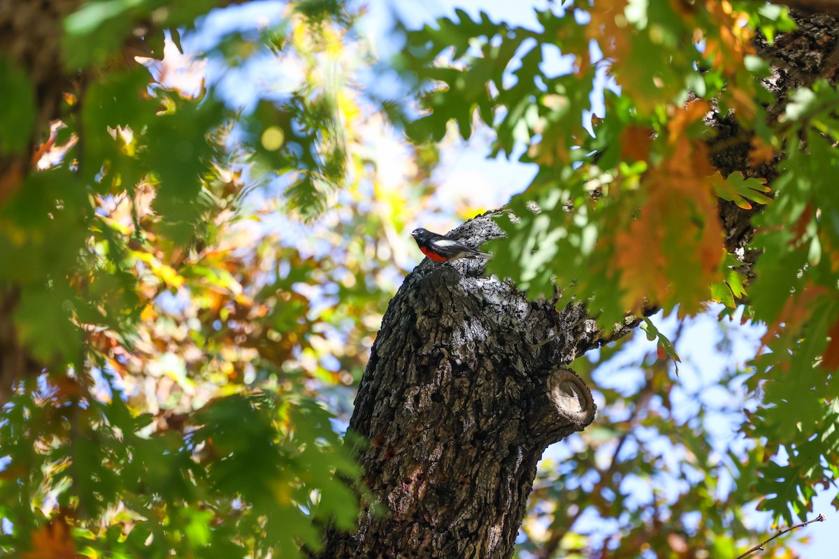 Painted Redstart - ML645877173