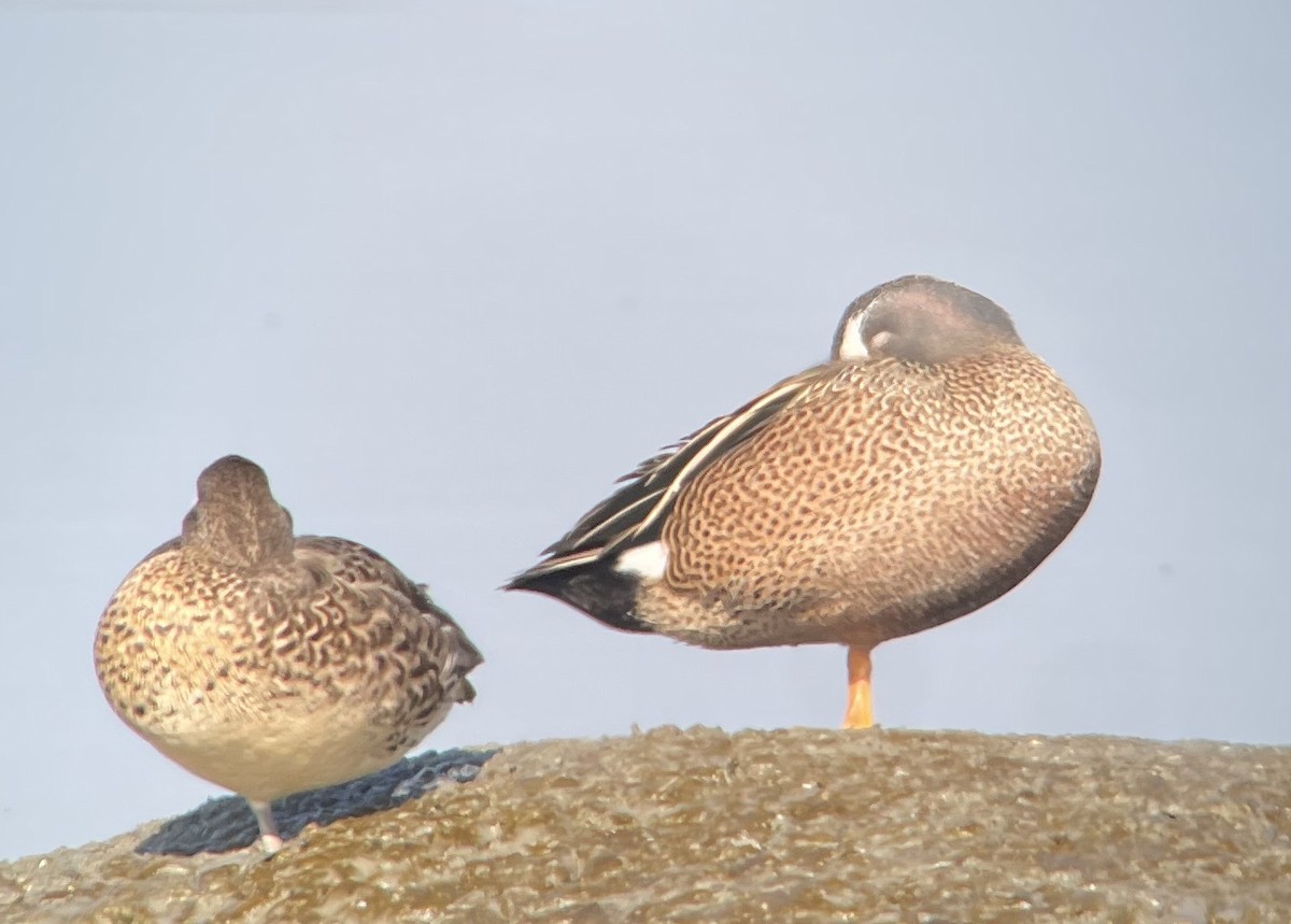 Zertzeta hegalurdina - ML645877180