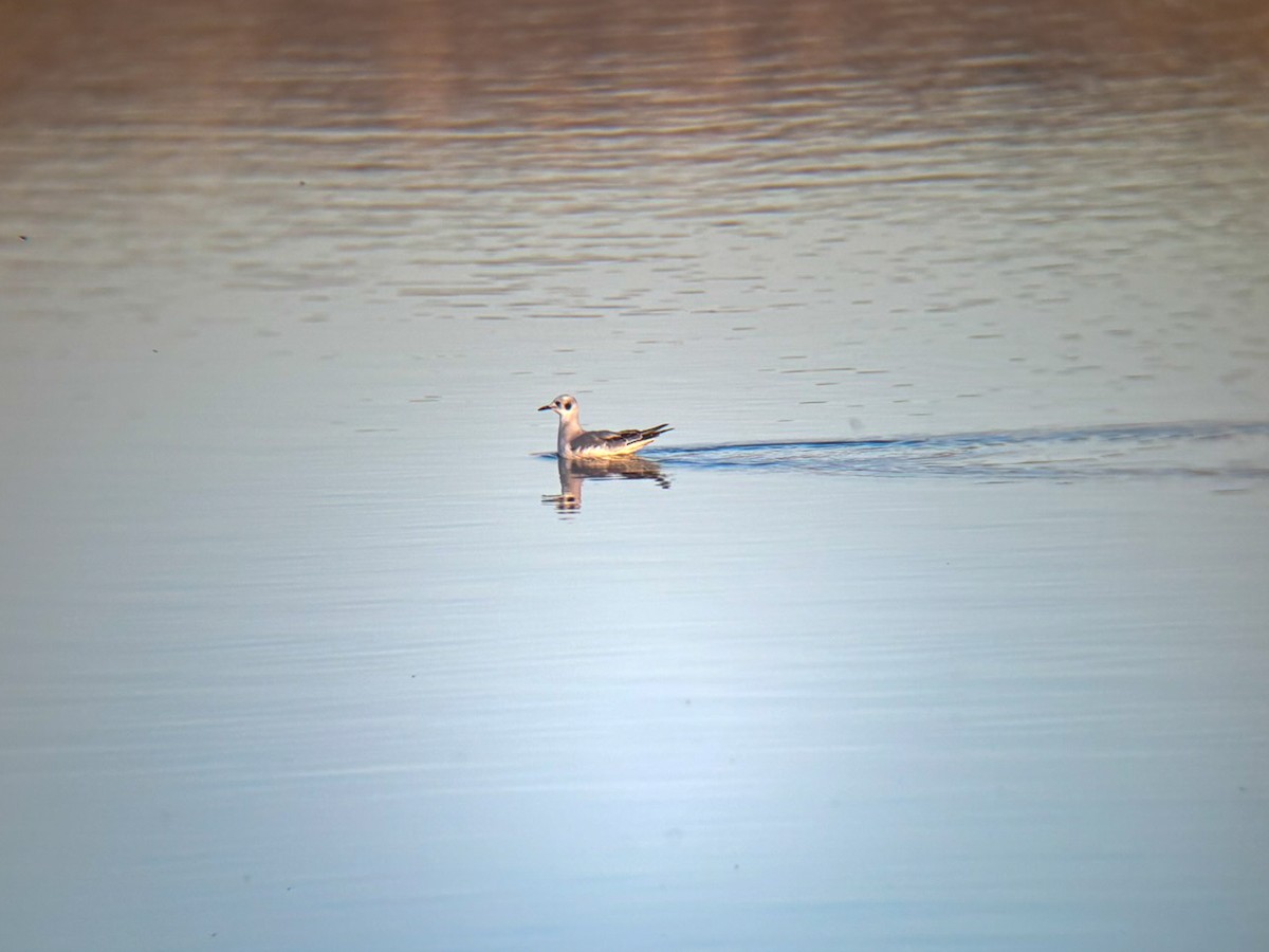 racek Bonapartův - ML645877191