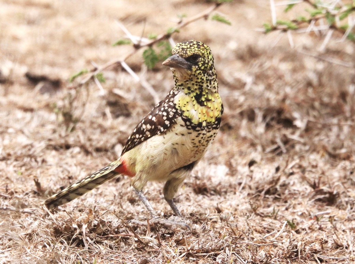 Барбудо плямистоголовий (підвид usambiro) - ML645877193