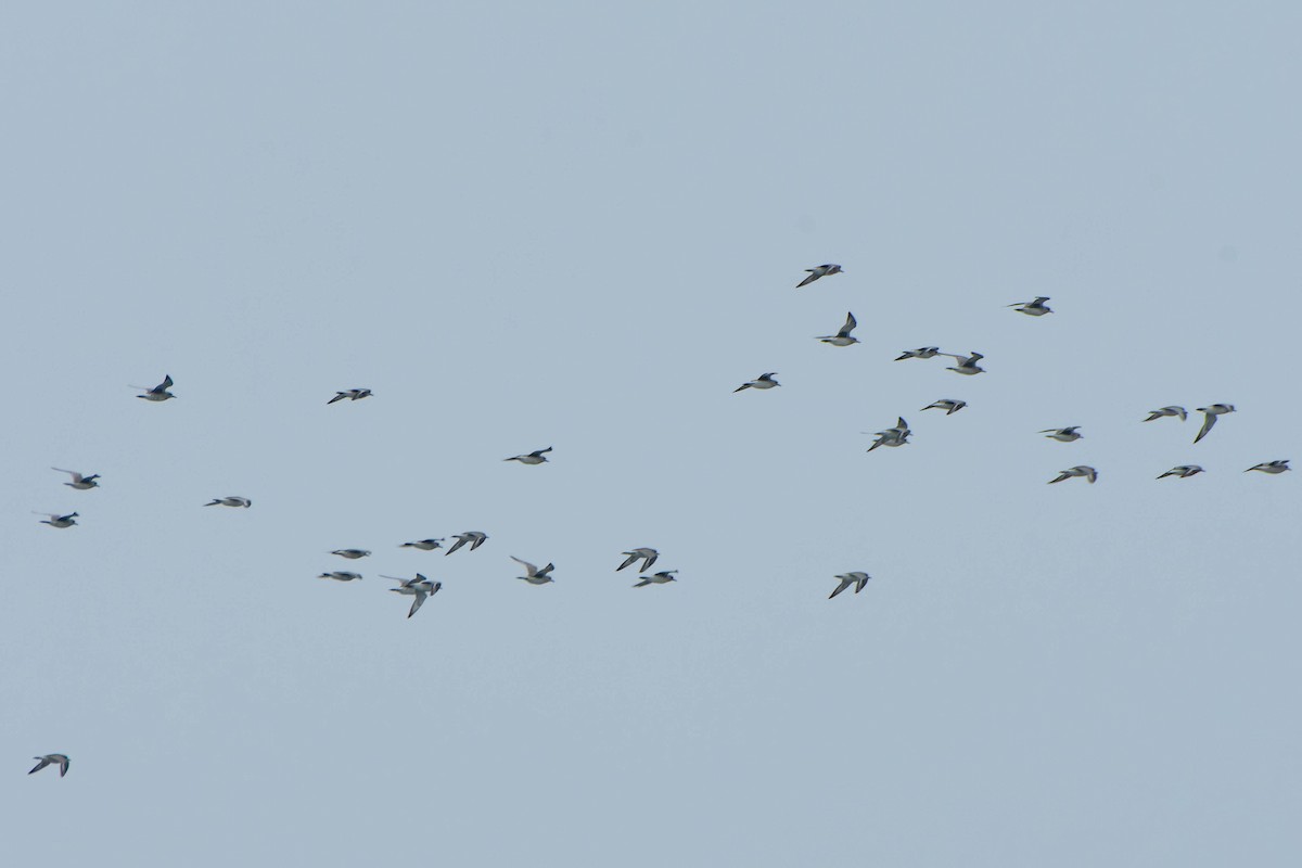 Сивка морська - ML645877195