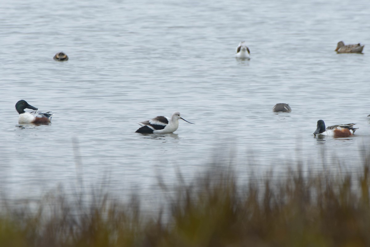 Чоботар американський - ML645877198