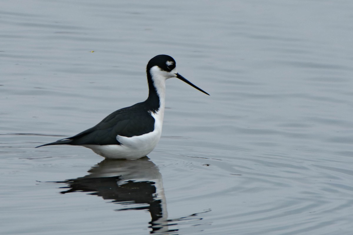 Кулик-довгоніг американський - ML645877199