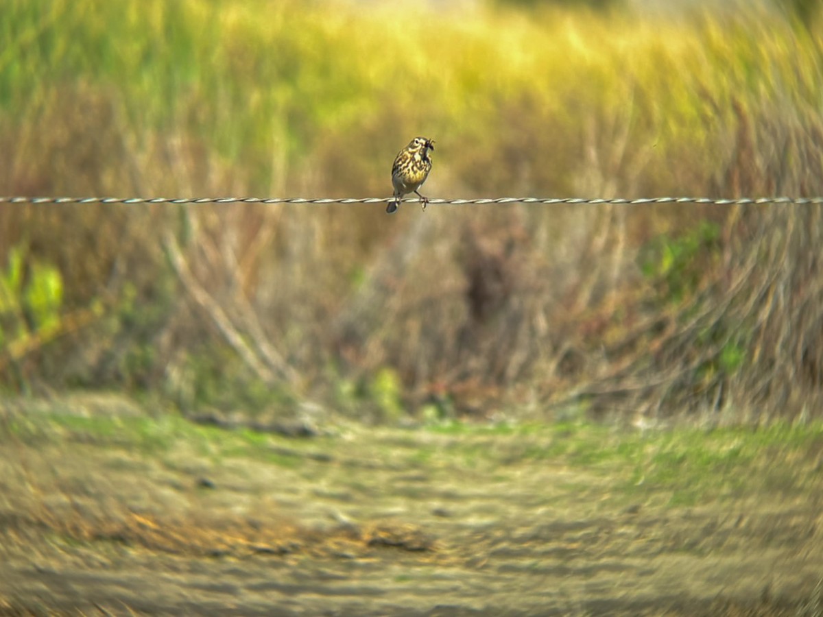 Щеврик американський - ML645877203