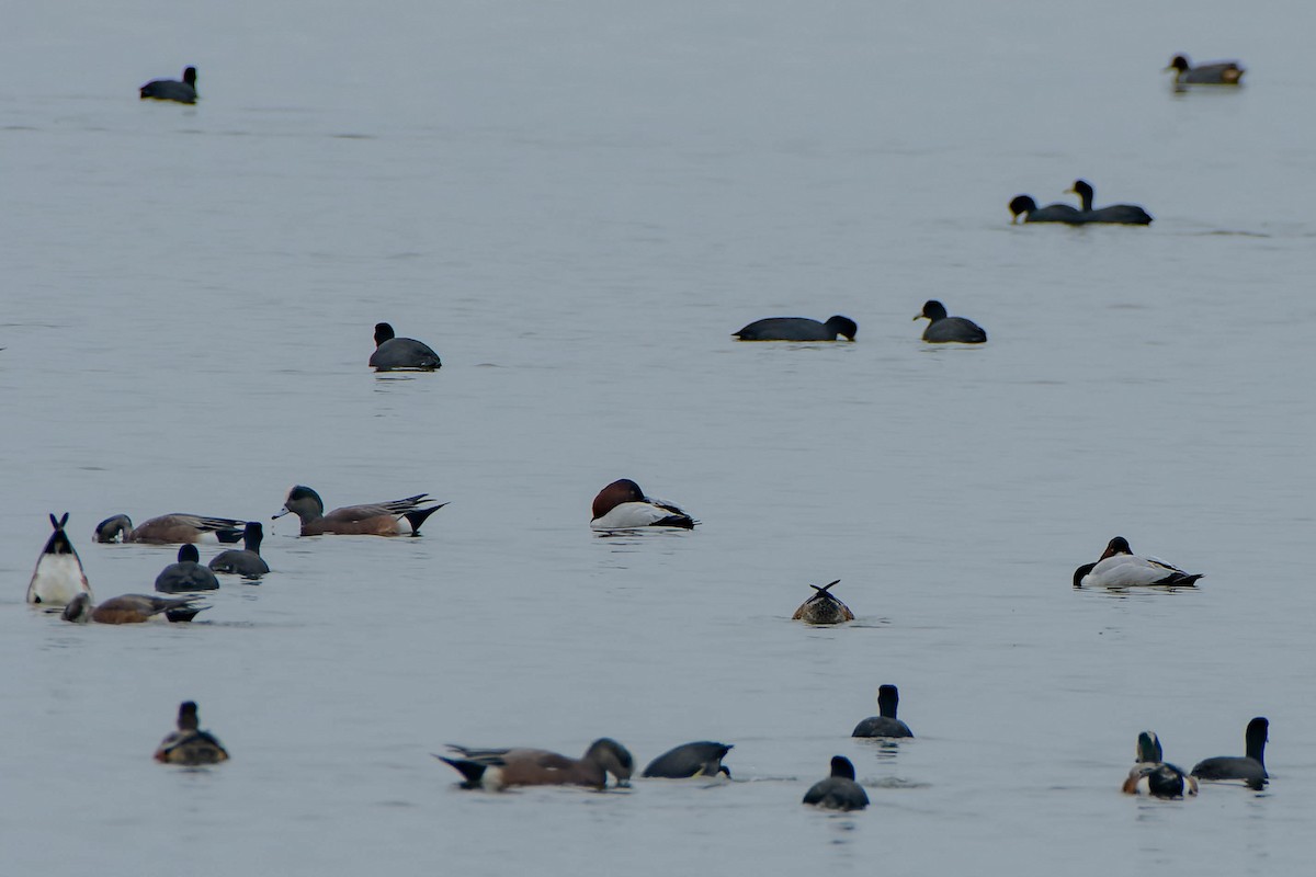 Попелюх довгодзьобий - ML645877204