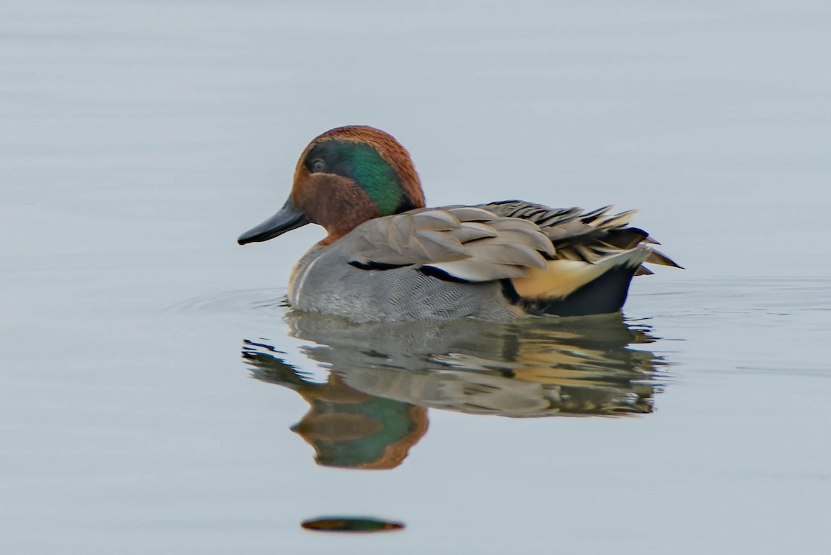 Чирянка мала - ML645877205