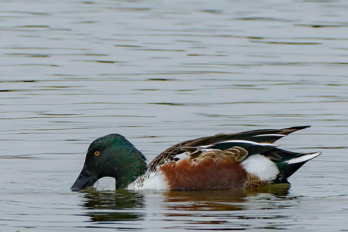 Широконіска північна - ML645877214