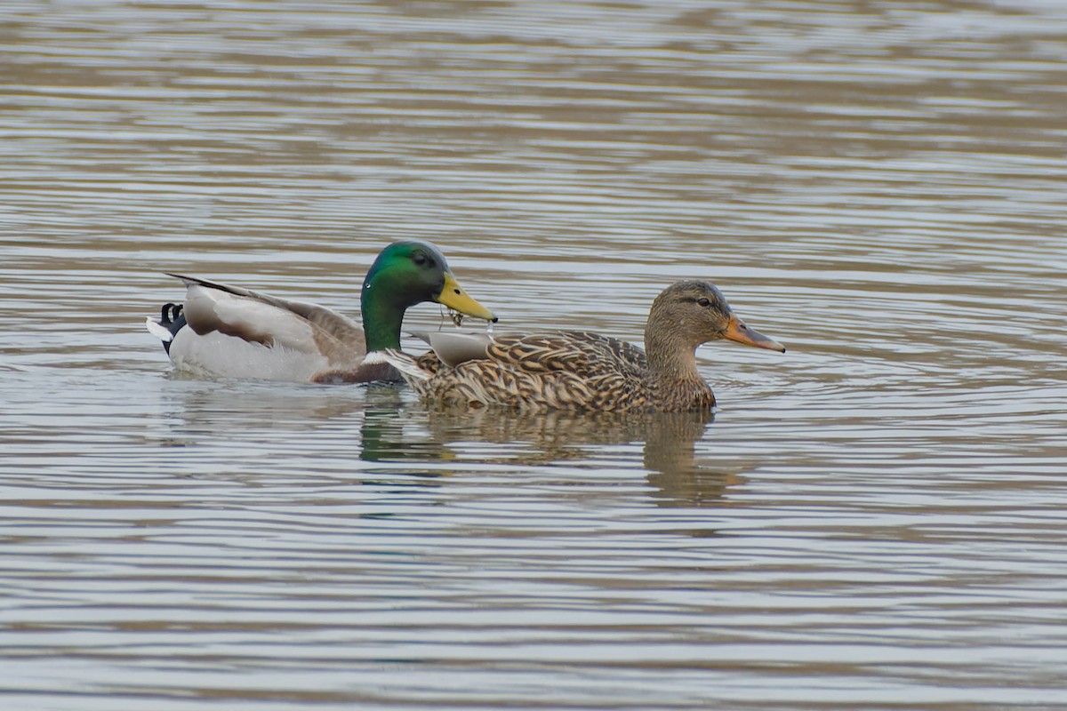 Крижень звичайний - ML645877215