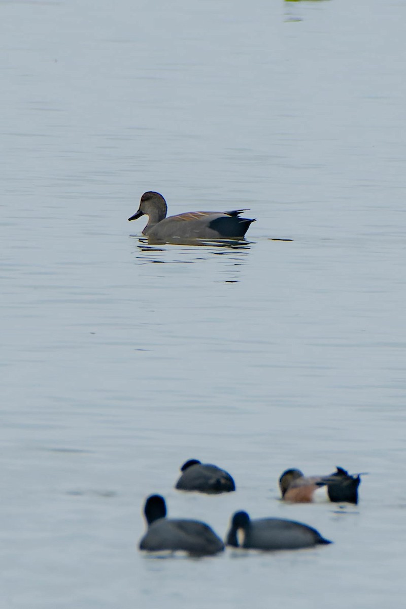 Нерозень - ML645877217