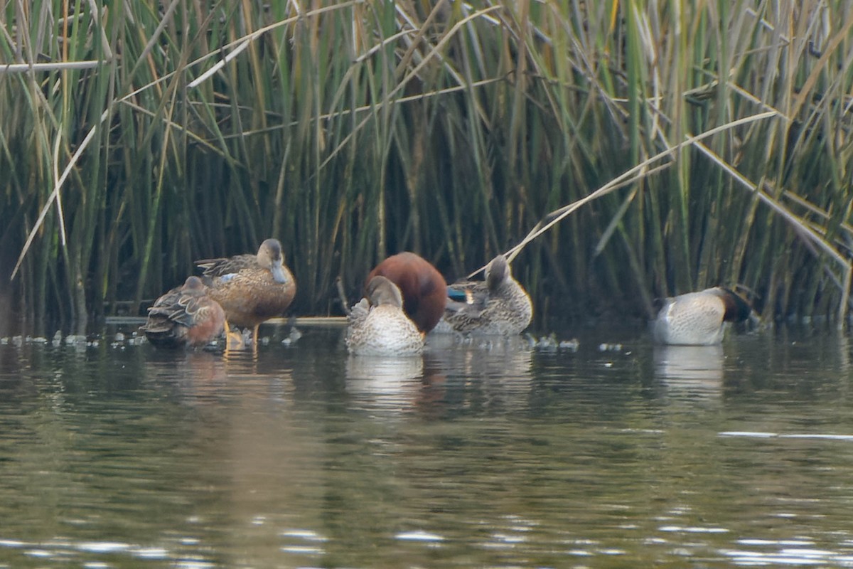 Чирянка руда - ML645877219