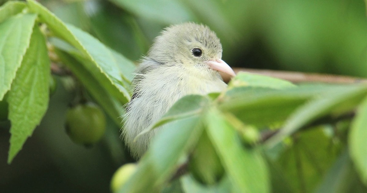 Квіткоїд індійський - ML645877220