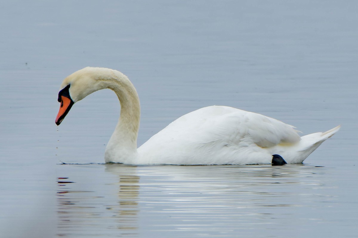 Лебідь-шипун - ML645877221