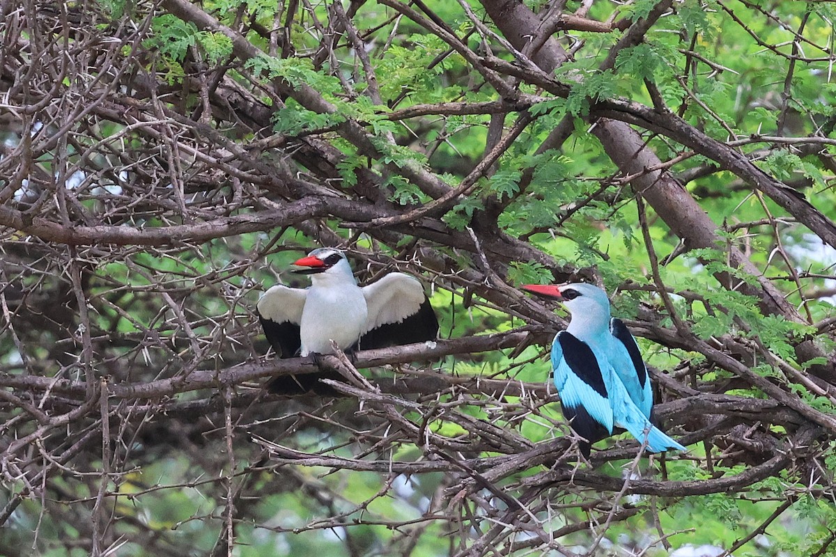 Альціон сенегальський - ML645877223