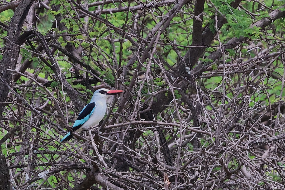 Альціон сенегальський - ML645877224
