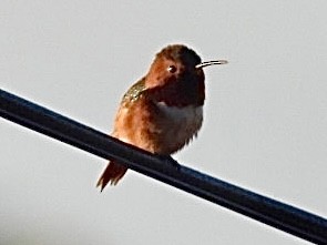 Колібрі-крихітка каліфорнійський - ML645877225