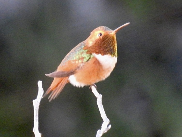 Колібрі-крихітка каліфорнійський - ML645877226