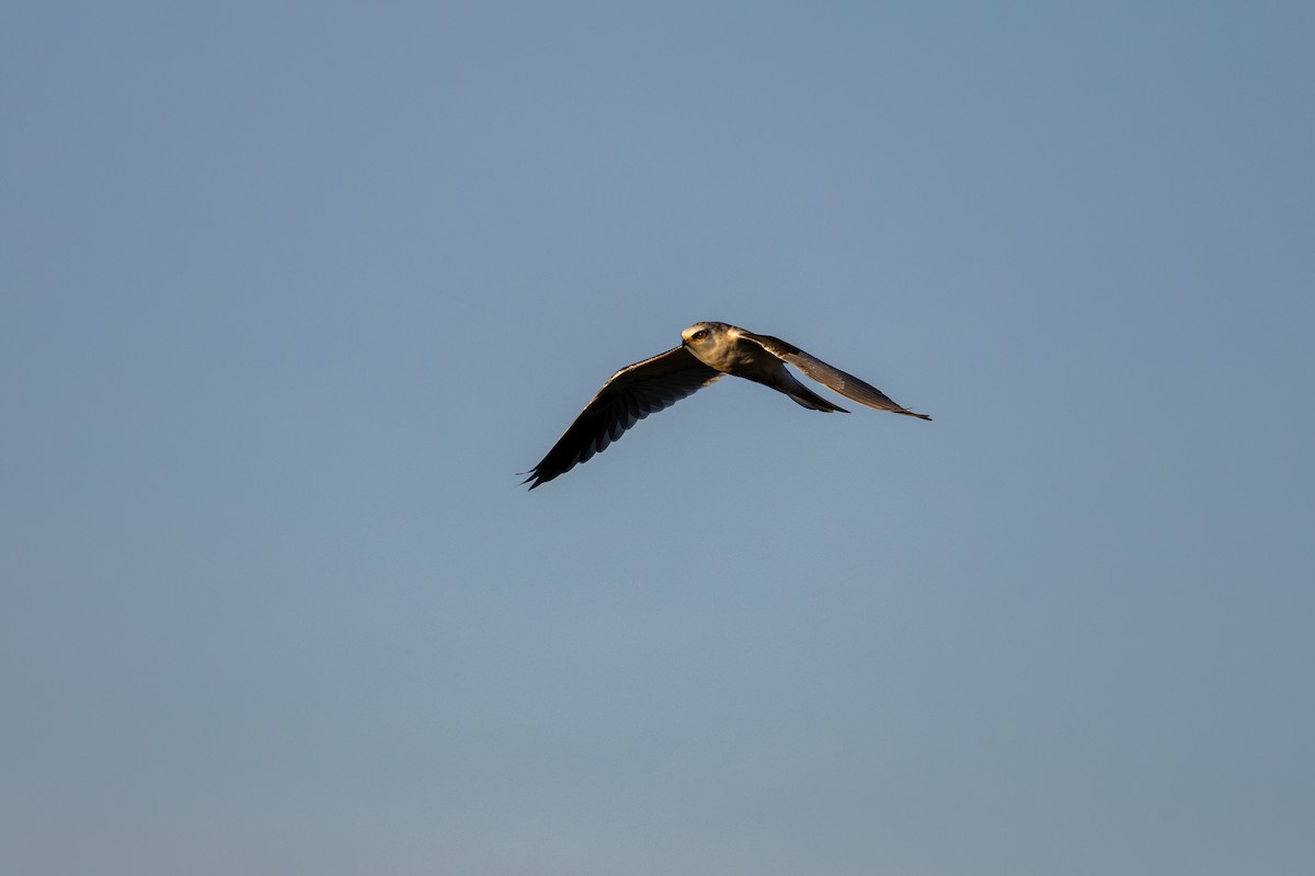 Шуліка білохвостий - ML645877227