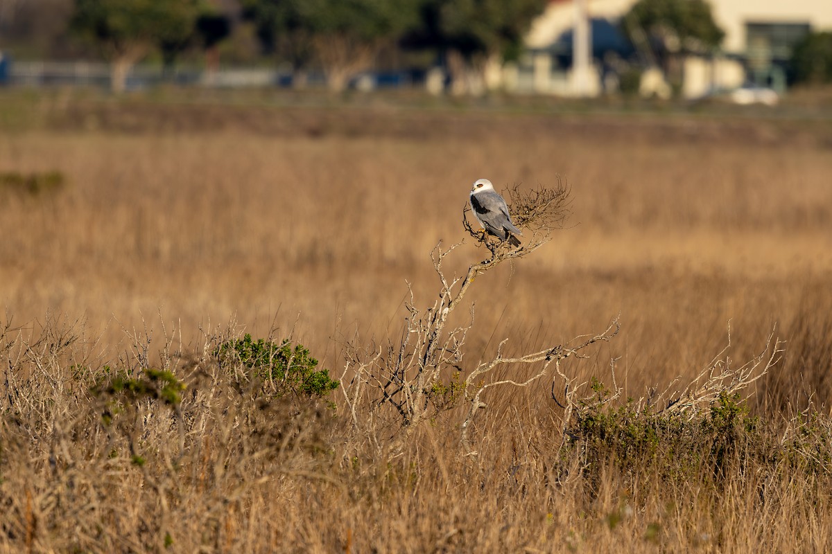 Шуліка білохвостий - ML645877228