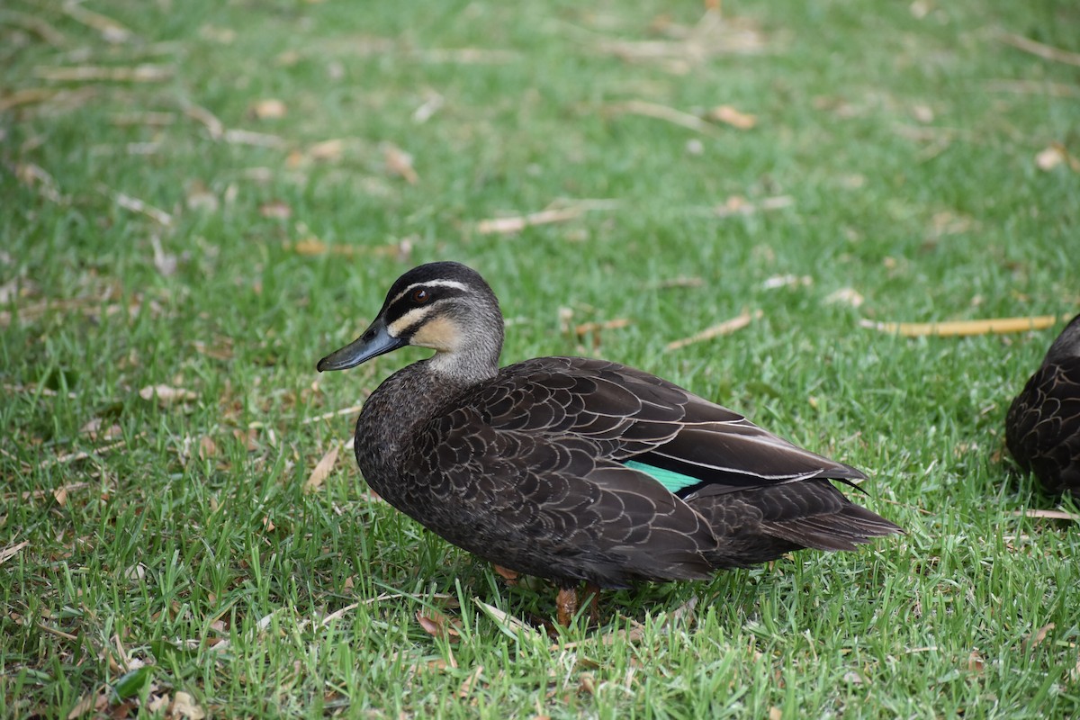 Augenbrauenente - ML645877229