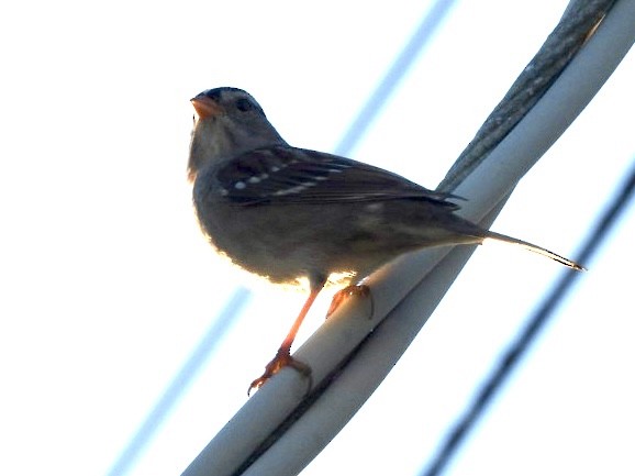 Бруант білобровий - ML645877230