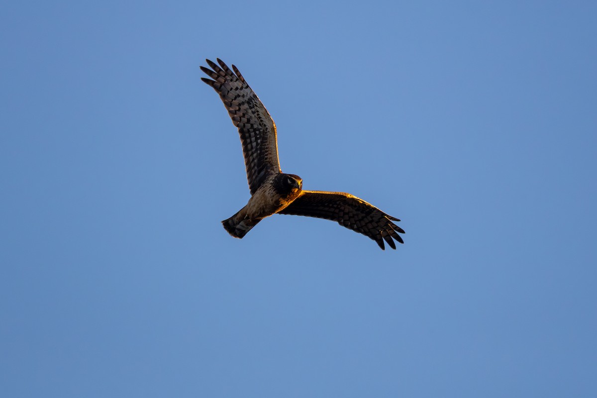 Лунь американський - ML645877231