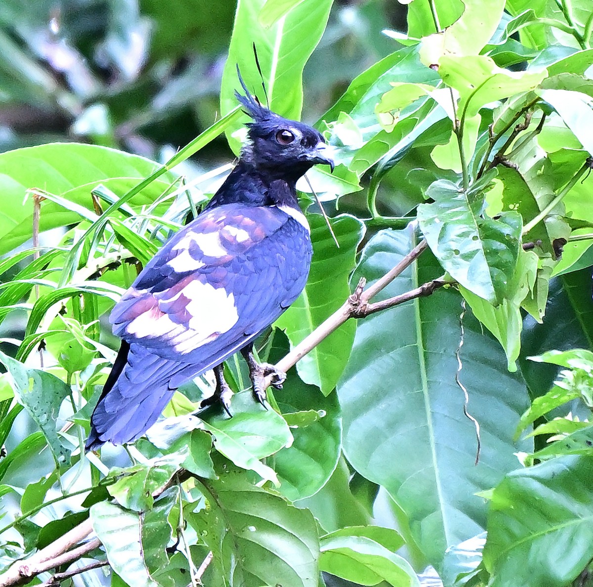 Шуляк чорний - ML645877233