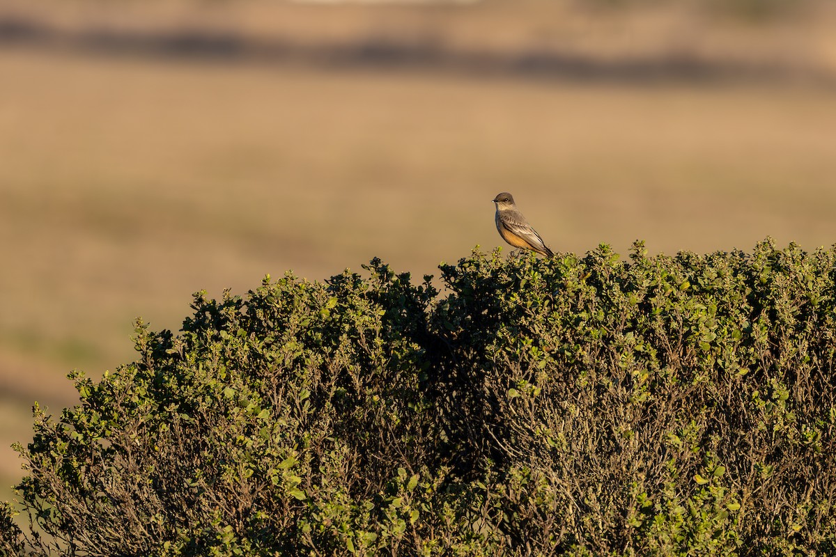 Феб великий - ML645877235